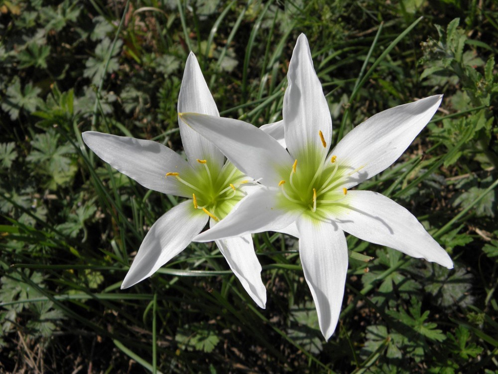 zephyranthes_atamasco_2